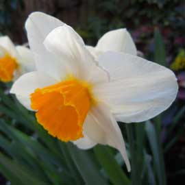 daffs